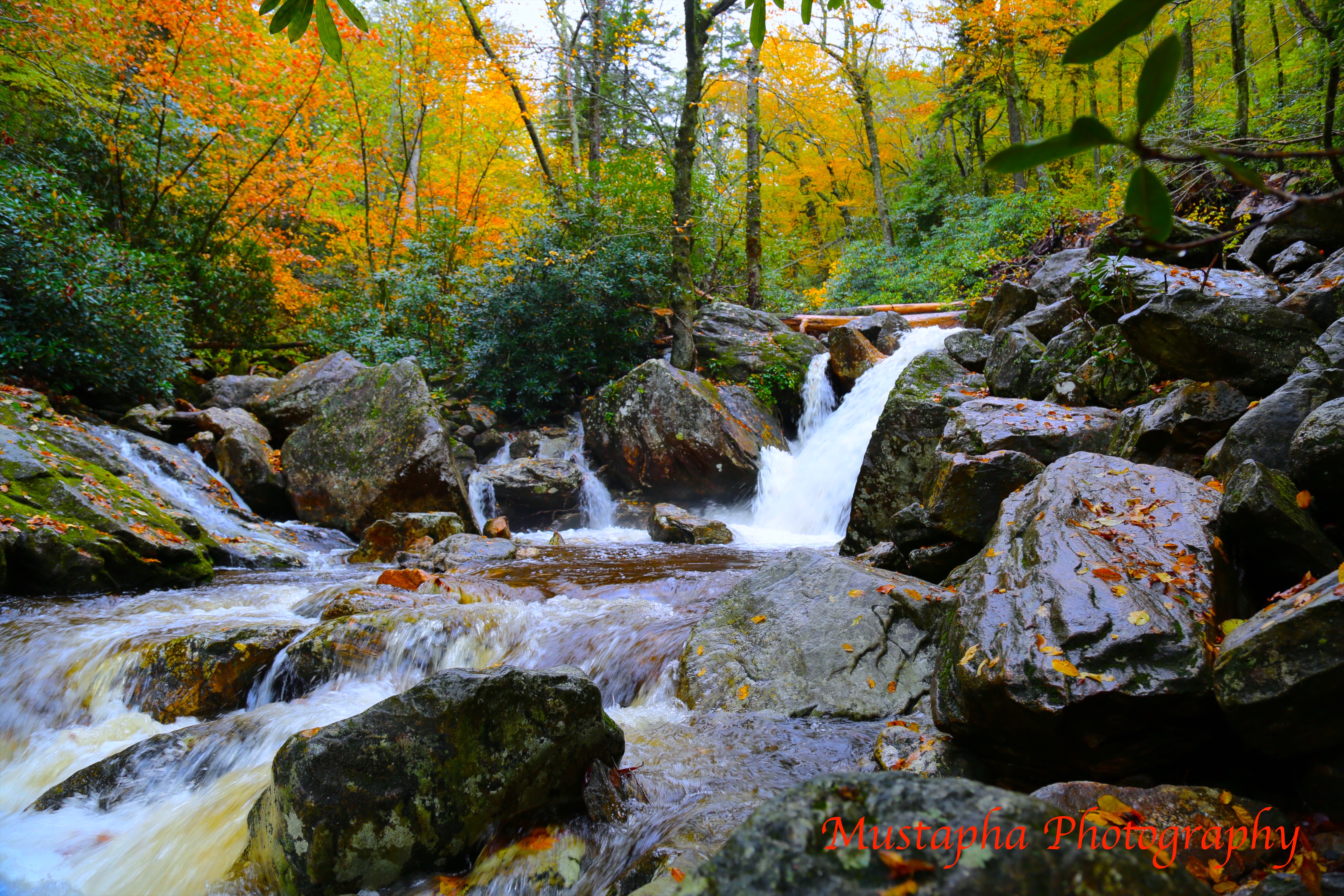 Davidson River Fly Fishing Waters