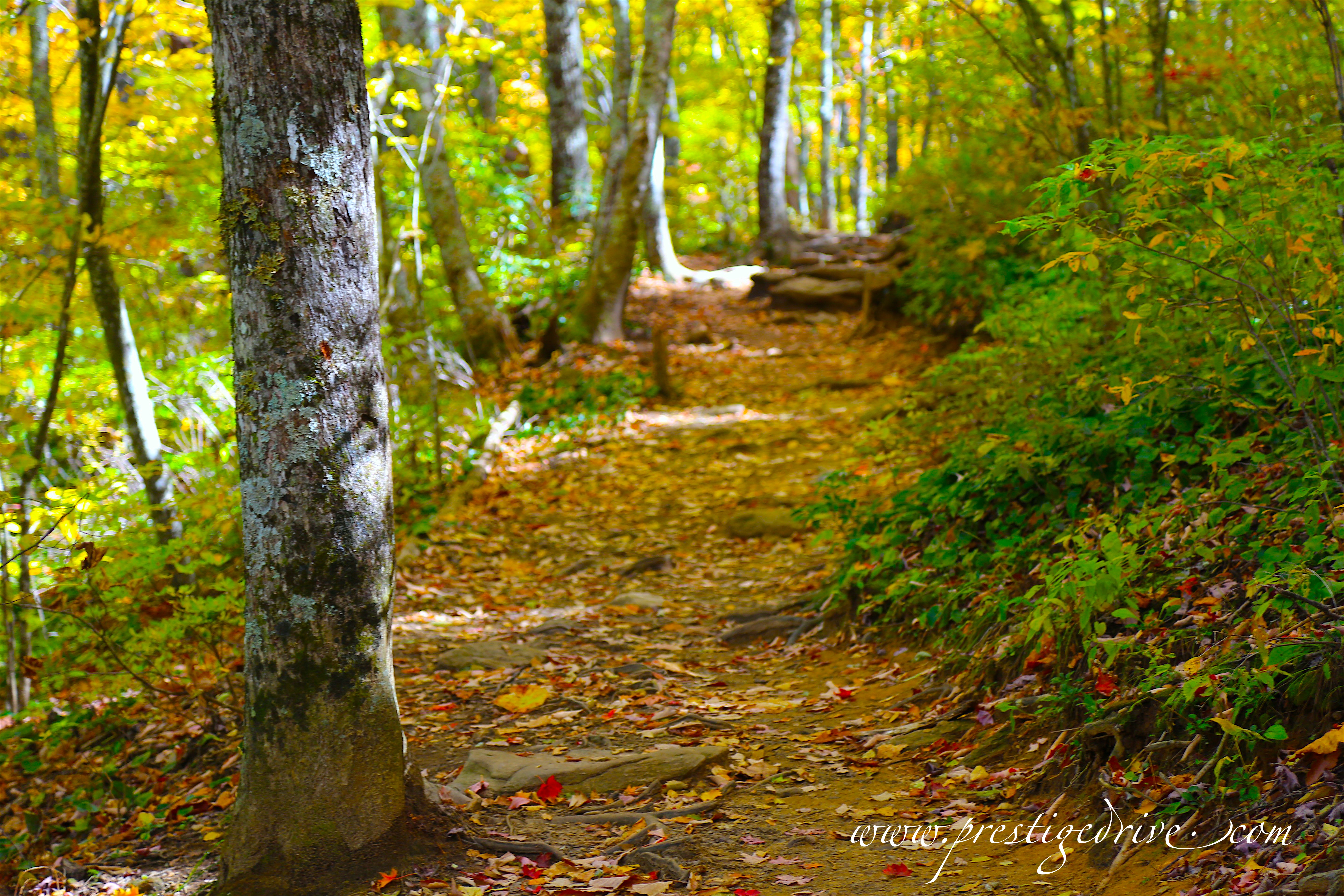 Blue Ridge Trail in Autumn
